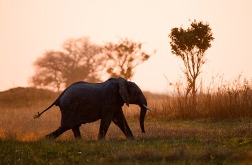 Running on a sunset. © Yay Images