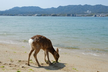 Fototapeta na wymiar Wild deer on Itsukushima / Miyajima island, Japan.