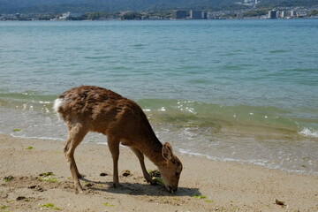 Wild deer on Itsukushima / Miyajima island, Japan.