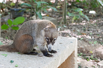 Coati, raccoon in the open looking for food Parque Museo La Venta, La venta Museum...