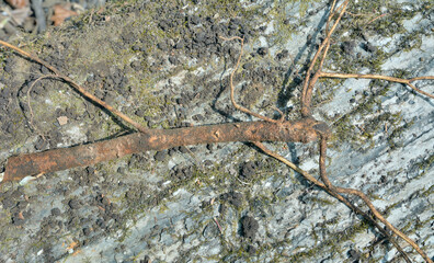 Root of bush (Eleutherococcus senticosus) 3