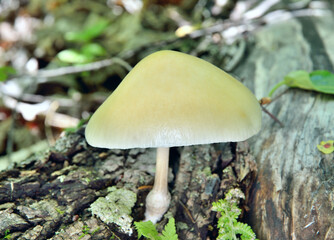Edible mushroom (Oudemansiella mucida) on tree