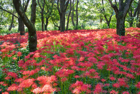 野川公園の群生する曼珠沙華（彼岸花）1