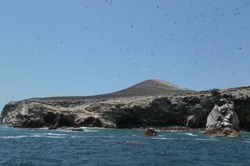 sea lion in the sea