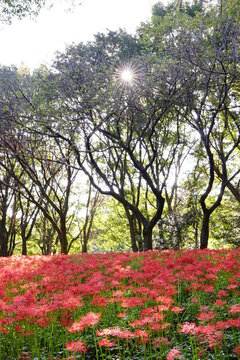 野川公園の群生する曼珠沙華（彼岸花）と太陽光1