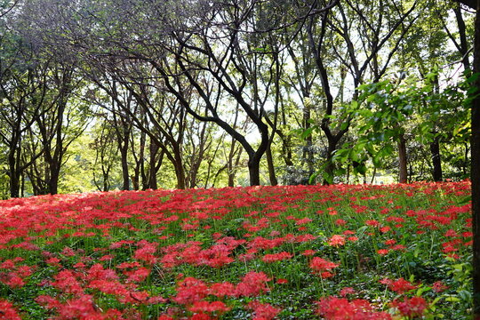 野川公園の群生する曼珠沙華（彼岸花）6