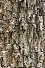 bark of a tree