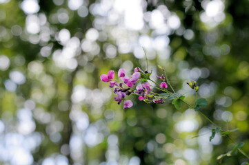 蜘蛛の巣が絡まったハギの花