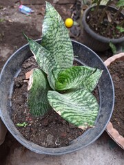 The green leaves on the plants in my little garden at the back of the house