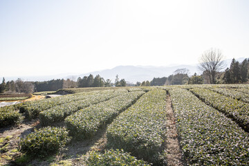 Fototapeta na wymiar Tea trees with Fuji Mountian view in Fujinomiya, Shizuoka. Shizuoka is one of the best natural on Tea in the world.