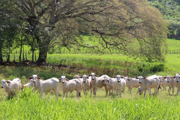 Fototapeta premium Costa Rica, potrero