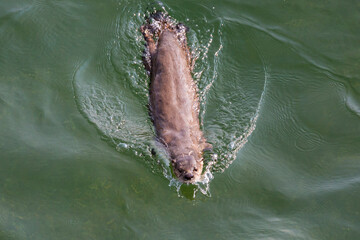 Wild river otters swimming and playing in the Snake River in Grand Teton National Park (Wyoming).