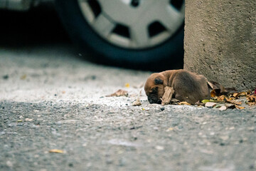 an isolated brown female puppy curled up on the floor 