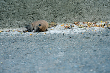 a small isolated brown female puppy curled up on the floor 