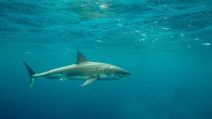 A shark swims in open ocean