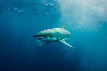 A shark swims in open ocean