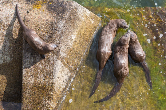 Wild river otters swimming and playing in the Snake River in Grand Teton National Park (Wyoming).