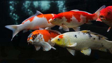 Koi fish. Group of various koi fish isolated on black background