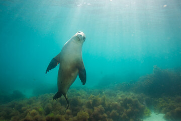 Obraz na płótnie Canvas A Sea Lion swims playfully under the surface