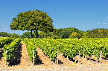 Vineyard in Beaujolais