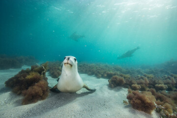 Fototapeta premium A Sea Lion swims playfully under the surface