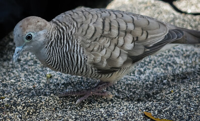 Bird on the beach in Hawaii