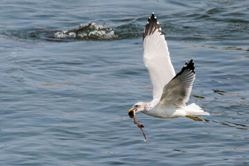 A wild gull catching fish in the Snake River in Grand Teton National Park (Wyoming).