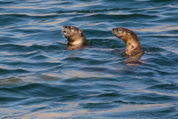 Obraz premium Wild river otters swimming and playing in the Snake River in Grand Teton National Park (Wyoming).