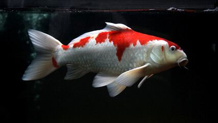 Koi fish, white red koi fish isolated on black background