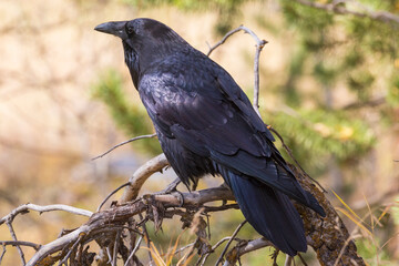 A wild raven perched on a branch in Grand Teton National Park (Wyoming).