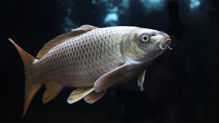 Koi fish, golden koi, silver koi fish isolated on black background