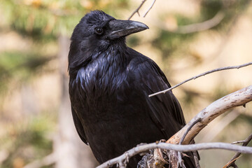 A wild raven perched on a branch in Grand Teton National Park (Wyoming).