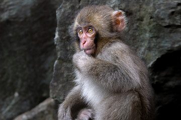 ニホンザル　子供　日本猿