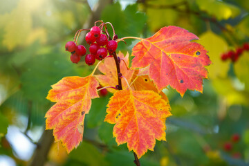 Autumn hawthorn branch with red berries and yellow green leaves on a blury background