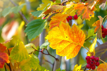 Autumn hawthorn branch with red berries and yellow green leaves on a blury background