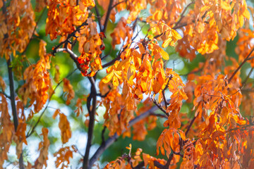 Orange and yellow autumn ash leaves in a forest. Blurred autumn nature background