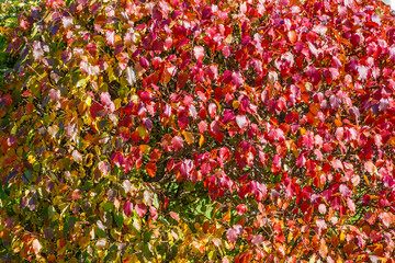 Branches with orange, red and yellow leaves in the autumn park.