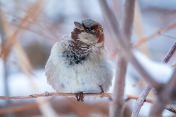 Sparrow sits on a branch without leaves.
