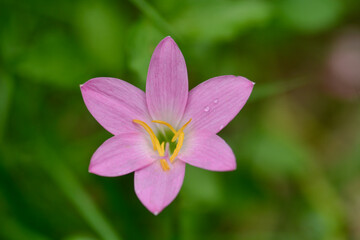 Zephyranthes minuta flower closeup in garden.