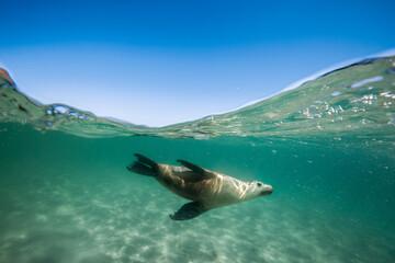 Fototapeta premium A Sea Lion swims playfully under the surface