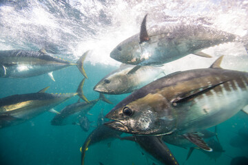 A school of tuna hunt for food