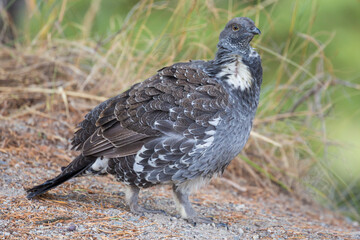 A wild grouse foraging for food along the side of the road in Grand Teton National Park (Wyoming).