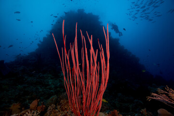 Fototapeta na wymiar Healthy, colorful soft corals on the reef