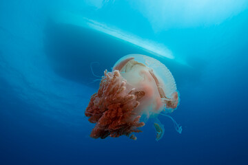 An intricate jellyfish floats on the reef