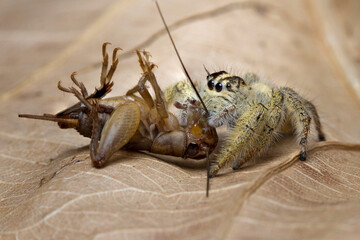 Macro shot Jumping spider hyllus diardi eating cricket
