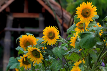 sunflowers bloom in spring.