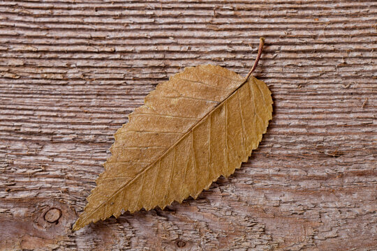yellow outumn leaf 