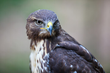 Close-up view of a majestic common buzzard (Buteo buteo) 