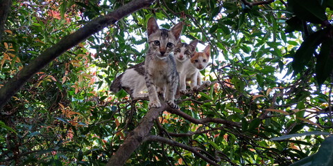 3 cats on tree