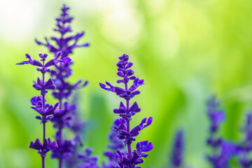 Obraz premium Blue Salvia farinacea flowers, or Mealy Cup Sage on green background, close-up.